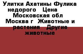 Улитки Ахатины Фулика недорого › Цена ­ 50 - Московская обл., Москва г. Животные и растения » Другие животные   . Московская обл.,Москва г.